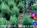 鄢陵县紫红园林绿化苗木场